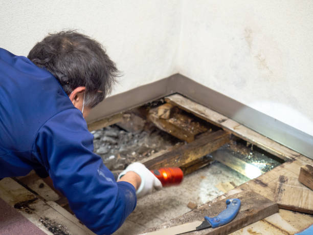 Best Mold Removal Near Me  in La Crescent, MN