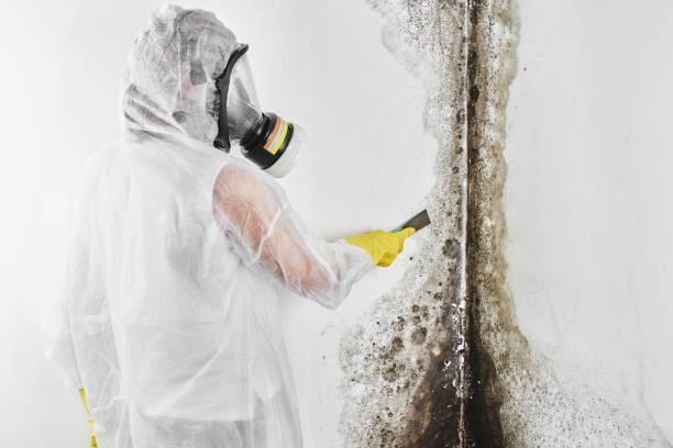 Best Certified Mold Removal  in La Crescent, MN