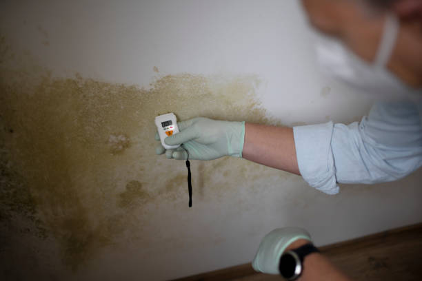 Professional Mold Removal in La Crescent, MN