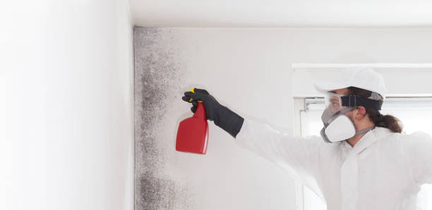 Best Fast Mold Removal  in La Crescent, MN