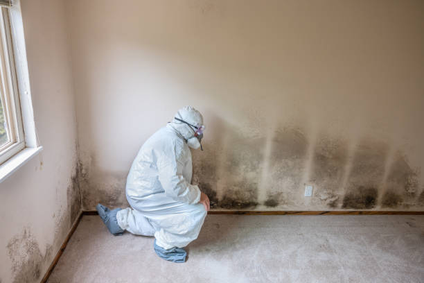 Best Mold Damage Repair  in La Crescent, MN