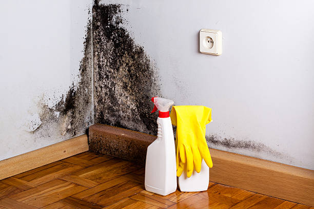 Best Mold Testing  in La Crescent, MN
