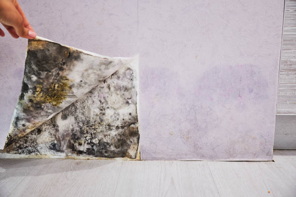 Best Office Mold Removal Services  in La Crescent, MN